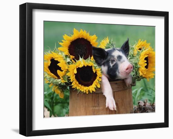 Mixed-Breed Piglet in Basket with Sunflowers, USA-Lynn M^ Stone-Framed Photographic Print