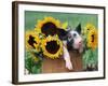 Mixed-Breed Piglet in Basket with Sunflowers, USA-Lynn M^ Stone-Framed Photographic Print