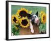 Mixed-Breed Piglet in Basket with Sunflowers, USA-Lynn M^ Stone-Framed Photographic Print