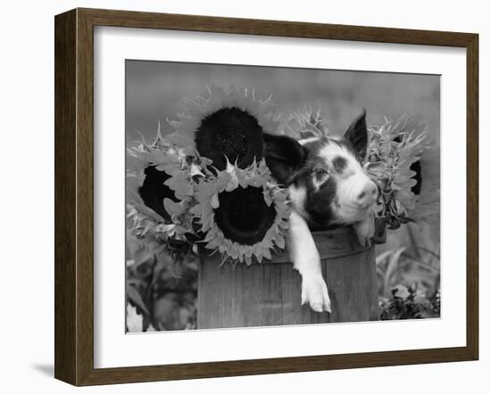 Mixed-Breed Piglet in Basket with Sunflowers, USA-Lynn M^ Stone-Framed Photographic Print