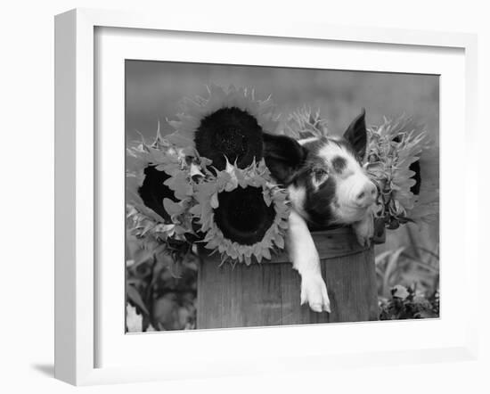 Mixed-Breed Piglet in Basket with Sunflowers, USA-Lynn M^ Stone-Framed Photographic Print