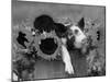 Mixed-Breed Piglet in Basket with Sunflowers, USA-Lynn M^ Stone-Mounted Photographic Print