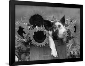 Mixed-Breed Piglet in Basket with Sunflowers, USA-Lynn M^ Stone-Framed Photographic Print