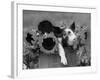 Mixed-Breed Piglet in Basket with Sunflowers, USA-Lynn M^ Stone-Framed Photographic Print