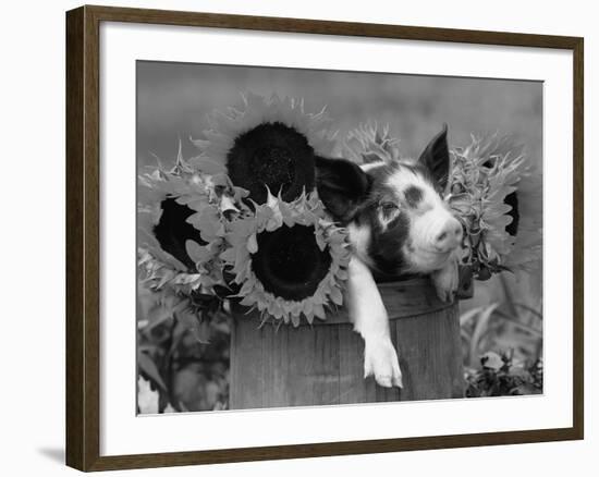 Mixed-Breed Piglet in Basket with Sunflowers, USA-Lynn M^ Stone-Framed Photographic Print