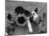 Mixed-Breed Piglet in Basket with Sunflowers, USA-Lynn M^ Stone-Mounted Photographic Print