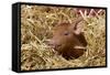 Mixed-Breed Piglet in Straw, Maple Park, Illinois, USA-Lynn M^ Stone-Framed Stretched Canvas