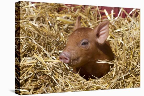 Mixed-Breed Piglet in Straw, Maple Park, Illinois, USA-Lynn M^ Stone-Stretched Canvas