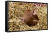 Mixed-Breed Piglet in Straw, Maple Park, Illinois, USA-Lynn M^ Stone-Framed Stretched Canvas