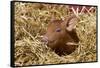 Mixed-Breed Piglet in Straw, Maple Park, Illinois, USA-Lynn M^ Stone-Framed Stretched Canvas