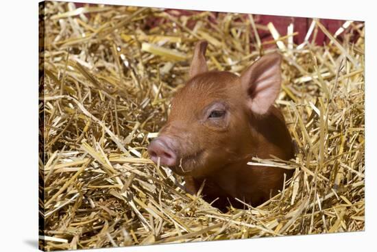 Mixed-Breed Piglet in Straw, Maple Park, Illinois, USA-Lynn M^ Stone-Stretched Canvas