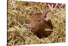 Mixed-Breed Piglet in Straw, Maple Park, Illinois, USA-Lynn M^ Stone-Stretched Canvas