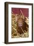 Mixed-Breed Piglet in Straw, Maple Park, Illinois, USA-Lynn M^ Stone-Framed Photographic Print