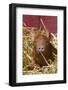 Mixed-Breed Piglet in Straw, Maple Park, Illinois, USA-Lynn M^ Stone-Framed Photographic Print