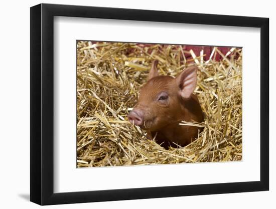 Mixed-Breed Piglet in Straw, Maple Park, Illinois, USA-Lynn M^ Stone-Framed Photographic Print