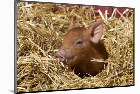 Mixed-Breed Piglet in Straw, Maple Park, Illinois, USA-Lynn M^ Stone-Mounted Photographic Print