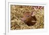 Mixed-Breed Piglet in Straw, Maple Park, Illinois, USA-Lynn M^ Stone-Framed Photographic Print