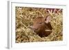 Mixed-Breed Piglet in Straw, Maple Park, Illinois, USA-Lynn M^ Stone-Framed Photographic Print