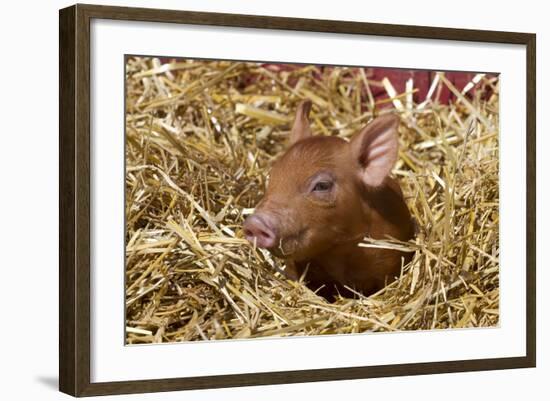 Mixed-Breed Piglet in Straw, Maple Park, Illinois, USA-Lynn M^ Stone-Framed Photographic Print