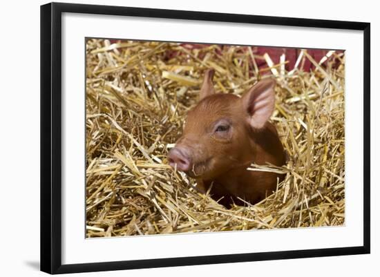 Mixed-Breed Piglet in Straw, Maple Park, Illinois, USA-Lynn M^ Stone-Framed Photographic Print