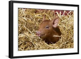 Mixed-Breed Piglet in Straw, Maple Park, Illinois, USA-Lynn M^ Stone-Framed Photographic Print