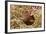 Mixed-Breed Piglet in Straw, Maple Park, Illinois, USA-Lynn M^ Stone-Framed Photographic Print