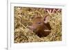 Mixed-Breed Piglet in Straw, Maple Park, Illinois, USA-Lynn M^ Stone-Framed Photographic Print