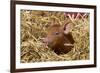 Mixed-Breed Piglet in Straw, Maple Park, Illinois, USA-Lynn M^ Stone-Framed Photographic Print