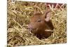 Mixed-Breed Piglet in Straw, Maple Park, Illinois, USA-Lynn M^ Stone-Mounted Photographic Print
