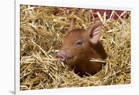 Mixed-Breed Piglet in Straw, Maple Park, Illinois, USA-Lynn M^ Stone-Framed Photographic Print