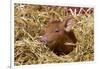 Mixed-Breed Piglet in Straw, Maple Park, Illinois, USA-Lynn M^ Stone-Framed Photographic Print