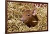 Mixed-Breed Piglet in Straw, Maple Park, Illinois, USA-Lynn M^ Stone-Framed Photographic Print