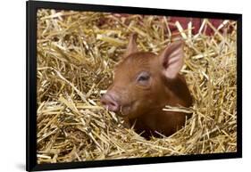 Mixed-Breed Piglet in Straw, Maple Park, Illinois, USA-Lynn M^ Stone-Framed Photographic Print