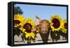 Mixed-Breed Piglet in Wooden Box with Sunflowers, Maple Park, Illinois, USA-Lynn M^ Stone-Framed Stretched Canvas