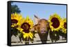 Mixed-Breed Piglet in Wooden Box with Sunflowers, Maple Park, Illinois, USA-Lynn M^ Stone-Framed Stretched Canvas