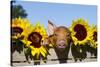 Mixed-Breed Piglet in Wooden Box with Sunflowers, Maple Park, Illinois, USA-Lynn M^ Stone-Stretched Canvas