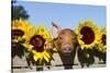 Mixed-Breed Piglet in Wooden Box with Sunflowers, Maple Park, Illinois, USA-Lynn M^ Stone-Stretched Canvas