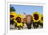 Mixed-Breed Piglet in Wooden Box with Sunflowers, Maple Park, Illinois, USA-Lynn M^ Stone-Framed Photographic Print