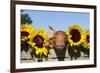Mixed-Breed Piglet in Wooden Box with Sunflowers, Maple Park, Illinois, USA-Lynn M^ Stone-Framed Photographic Print