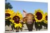 Mixed-Breed Piglet in Wooden Box with Sunflowers, Maple Park, Illinois, USA-Lynn M^ Stone-Mounted Photographic Print