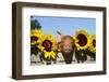 Mixed-Breed Piglet in Wooden Box with Sunflowers, Maple Park, Illinois, USA-Lynn M^ Stone-Framed Photographic Print