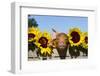 Mixed-Breed Piglet in Wooden Box with Sunflowers, Maple Park, Illinois, USA-Lynn M^ Stone-Framed Photographic Print