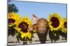 Mixed-Breed Piglet in Wooden Box with Sunflowers, Maple Park, Illinois, USA-Lynn M^ Stone-Mounted Photographic Print