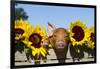 Mixed-Breed Piglet in Wooden Box with Sunflowers, Maple Park, Illinois, USA-Lynn M^ Stone-Framed Photographic Print