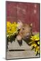 Mixed-Breed Piglet in Wooden Box with Sunflowers, Maple Park, Illinois, USA-Lynn M^ Stone-Mounted Photographic Print