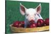Mixed-Breed Piglet Portrait, Sitting in Bushel Basket of Apples, Freeport, Illinois, USA-Lynn M^ Stone-Stretched Canvas