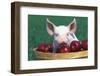 Mixed-Breed Piglet Portrait, Sitting in Bushel Basket of Apples, Freeport, Illinois, USA-Lynn M^ Stone-Framed Photographic Print
