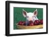 Mixed-Breed Piglet Portrait, Sitting in Bushel Basket of Apples, Freeport, Illinois, USA-Lynn M^ Stone-Framed Photographic Print