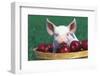 Mixed-Breed Piglet Portrait, Sitting in Bushel Basket of Apples, Freeport, Illinois, USA-Lynn M^ Stone-Framed Photographic Print