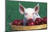 Mixed-Breed Piglet Portrait, Sitting in Bushel Basket of Apples, Freeport, Illinois, USA-Lynn M^ Stone-Mounted Photographic Print